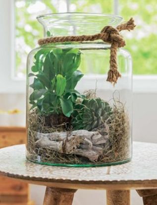 terrarium plante truffaut